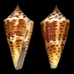 Conus anabathrum Crosse, 1865 
