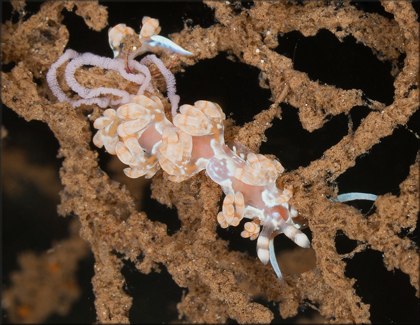 Flabellina engeli Ev. Marcus & Er. Marcus, 1968 With Eggs