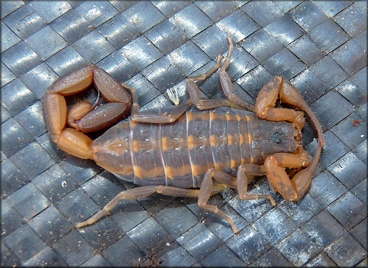 Hentz's Striped Scorpion [Centruroides hentzi]