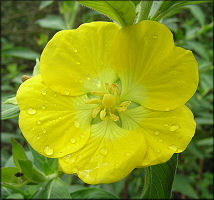 Peruvian Primrose Willow [Ludwigia peruviana]