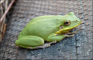 Squirrel Treefrog [Hyla squirella]