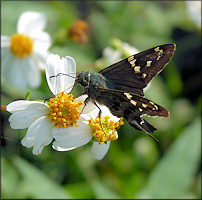 Long-tailed Skipper Urbanus proteus