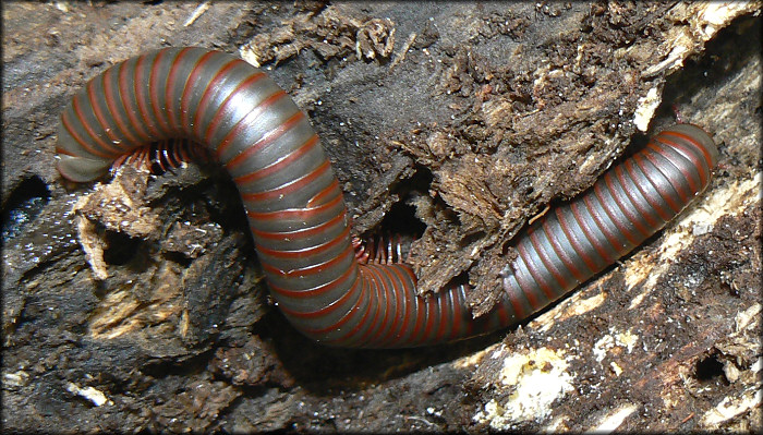 American Giant Millipede [Narceus americanus]