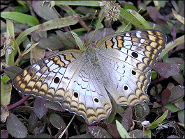 White Peacock [Anartia jatrophae]