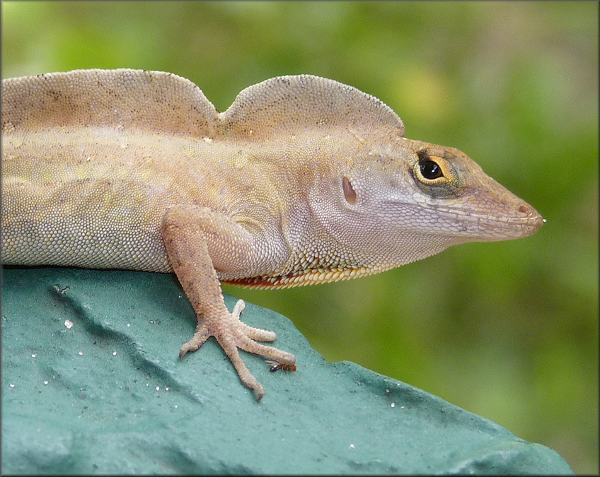 Brown Anole [Anolis sagrei sagrei]