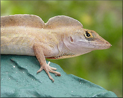 Brown Anole [Anolis sagrei sagrei]