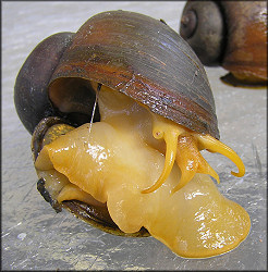 Typical Pomacea canaliculata Pose