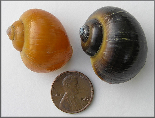 Gold Colored Pomacea paludosa From The Lake