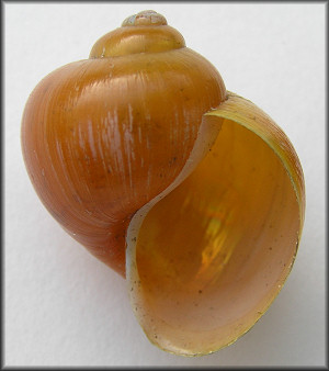 Gold Colored Pomacea paludosa From The Lake