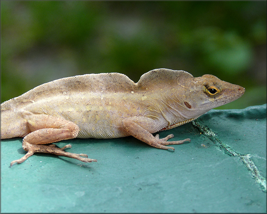 Brown Anole [Anolis sagrei sagrei]