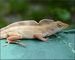 Brown Anole [Anolis sagrei sagrei]