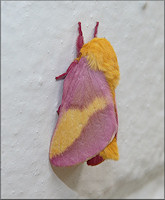 Rosy Maple Moth [Dryocampa rubicunda]