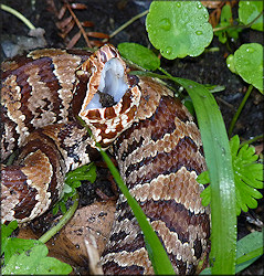 Florida Cottonmouth [Agkistrodon piscivorus conanti] Juvenile