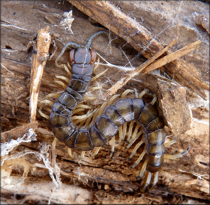 Centipede [Hemiscolopendra marginata]