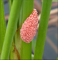 Pomacea maculata egg clutch along the lake periphery 6/23/2012