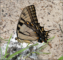 Eastern Tiger Swallowtail [Papilio glaucus]