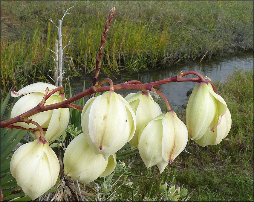 Aloe Yucca [Yucca aloifolia]