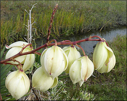 Aloe Yucca [Yucca aloifolia]