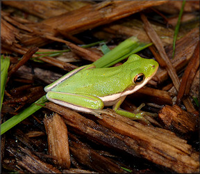 Green Treefrog [Hyla cinerea]