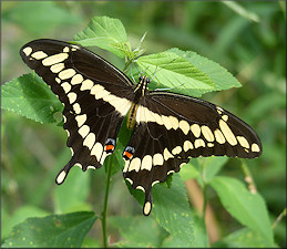 Giant Swallowtail Papilio cresphontes