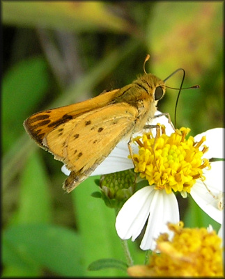 Fiery Skipper [Hylephila phyleus]