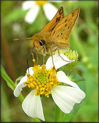 Fiery Skipper [Hylephila phyleus]