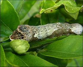 Giant Swallowtail Larva [Papilio cresphontes]