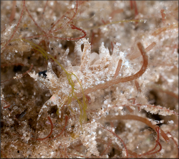 Baeolidia nodosa (Haefelfinger and Stamm, 1958)