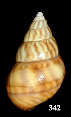 Liguus fasciatus fuscoflamellus Frampton, 1932