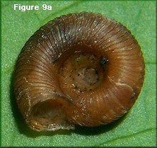 Discus catskillensis (Pilsbry, 1896) Angular Disk