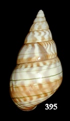 Liguus fasciatus fuscoflamellus Frampton, 1932