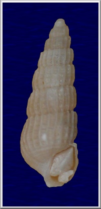 Turbonilla (Pyrgiscus) species 1 