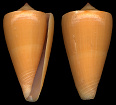 Conus daucus Hwass in Bruguire, 1792 Carrot Cone