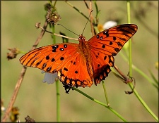 Gulf Fritillary [Agraulis vanillae (Linnaeus, 1758)] 