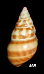 Liguus fasciatus castaneus Simpson, 1920