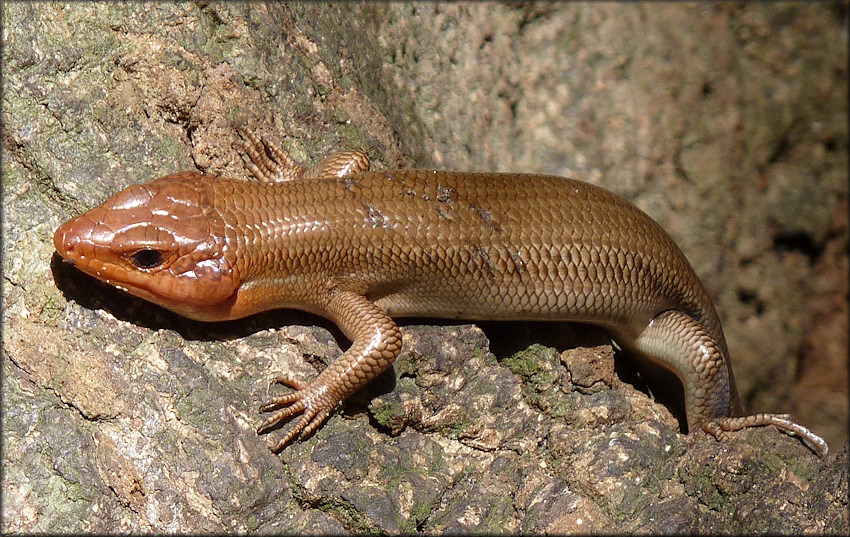 Broad-headed Skink [Plestiodon laticeps] Male