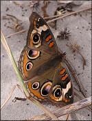 Common Buckeye [Junonia coenia]