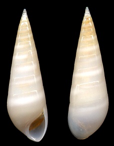 Melanella eburnea (Mhlfeld, 1824)