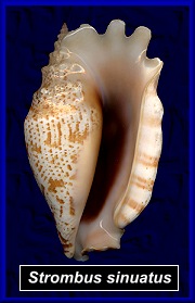 Strombus sinuatus