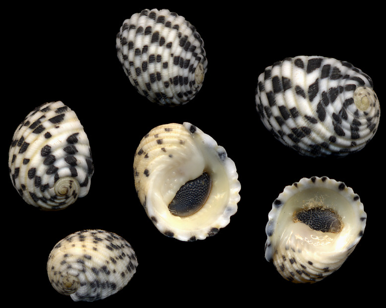 Nerita tessellata Gmelin, 1791 Checkered Nerite