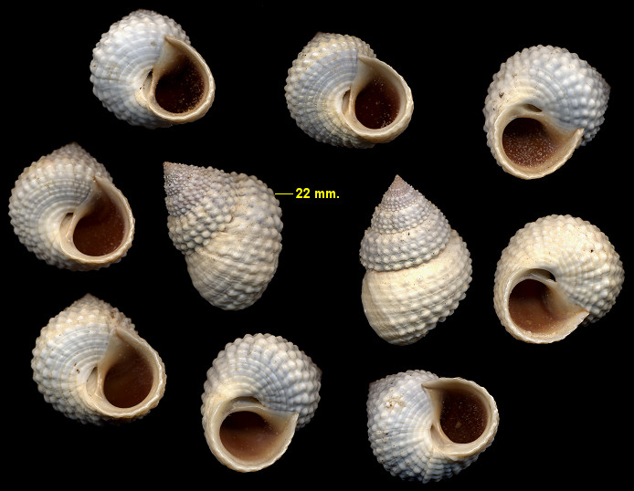 Cenchritis muricatus (Linnaeus, 1758) Beaded Periwinkle