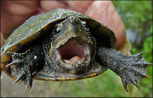 Kinosternon baurii Three-striped Mud Turtle