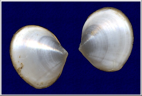 Abra aequalis (Say, 1822) Atlantic Abra 