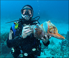 Triplofusus giganteus (Kiener, 1840) Feeding On Lobatus gigas (Linnaeus, 1758)