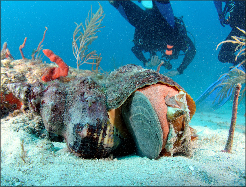 Triplofusus giganteus (Kiener, 1840) Feeding On Lobatus gigas (Linnaeus, 1758)