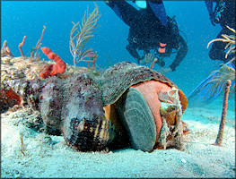 Triplofusus giganteus (Kiener, 1840) Feeding On Lobatus gigas (Linnaeus, 1758)