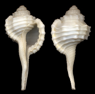 Cymatium (Ranularia) pyrulum (A. Adams and Reeve, 1850)
