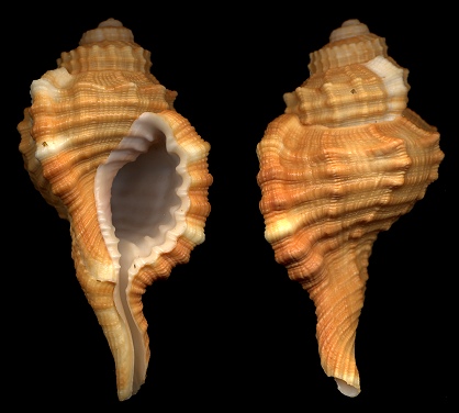Cymatium (Ranularia) sarcostoma (Reeve, 1844)