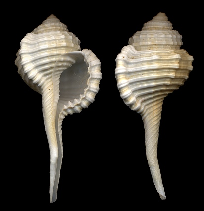 Cymatium (Ranularia) caudatum (Gmelin, 1791)
