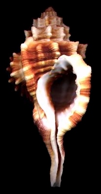 Cymatium (Ranularia) dunkeri iredalei Beu, 1995